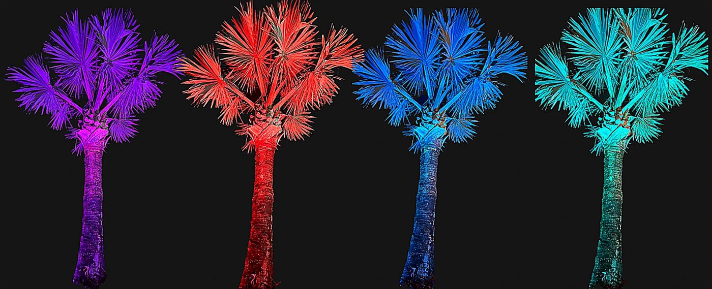 The same palm tree uplit in four different colors