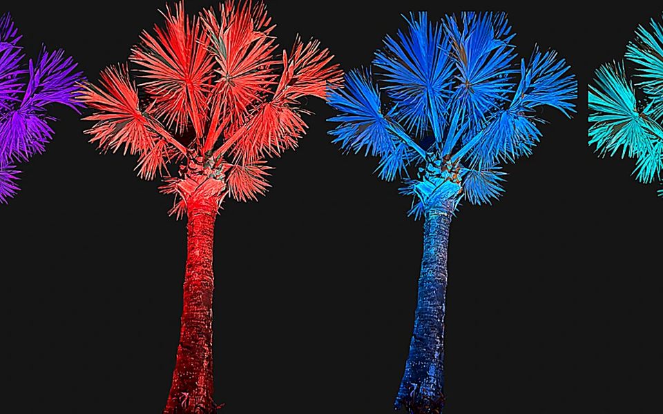 Palm trees uplit in different colors
